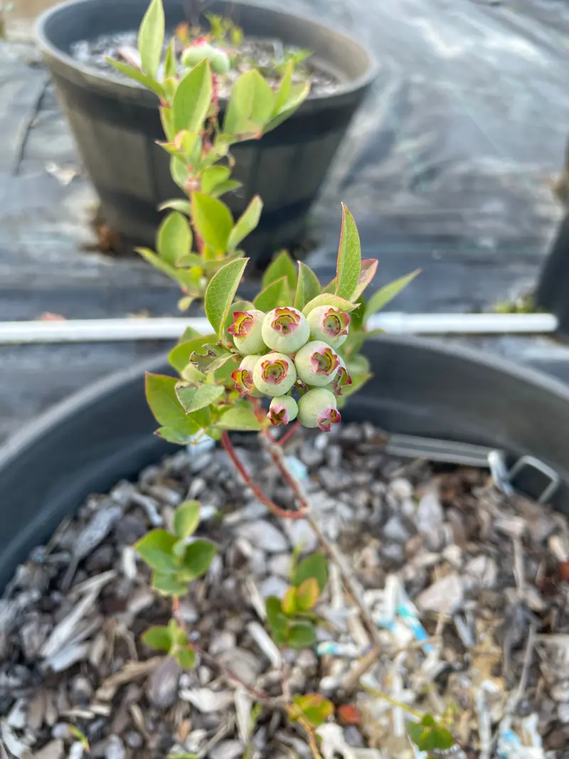 Blue Crop Blueberry Bush – Mid-Season Commercial Blueberry Variety