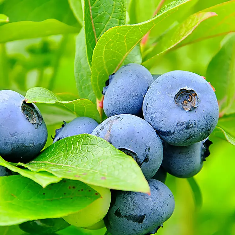 Blue Crop Blueberry Bush – Mid-Season Commercial Blueberry Variety